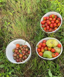 Starting Tomato Plants From Seed With Help From Mother Nature Image